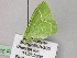  ( - BC ZSM Lep 22458)  @12 [ ] CreativeCommons - Attribution Non-Commercial Share-Alike (2010) Unspecified SNSB, Zoologische Staatssammlung Muenchen