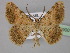  ( - BC ZSM Lep 23900)  @13 [ ] CreativeCommons - Attribution Non-Commercial Share-Alike (2010) Unspecified SNSB, Zoologische Staatssammlung Muenchen