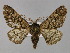  ( - BC ZSM Lep 23905)  @14 [ ] CreativeCommons - Attribution Non-Commercial Share-Alike (2010) Unspecified SNSB, Zoologische Staatssammlung Muenchen