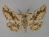  ( - BC ZSM Lep 23913)  @11 [ ] CreativeCommons - Attribution Non-Commercial Share-Alike (2010) Unspecified SNSB, Zoologische Staatssammlung Muenchen