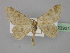  ( - BC ZSM Lep 23931)  @14 [ ] CreativeCommons - Attribution Non-Commercial Share-Alike (2010) Unspecified SNSB, Zoologische Staatssammlung Muenchen