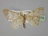  ( - BC ZSM Lep 23933)  @14 [ ] CreativeCommons - Attribution Non-Commercial Share-Alike (2010) Unspecified SNSB, Zoologische Staatssammlung Muenchen