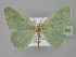  ( - BC ZSM Lep 23949)  @14 [ ] CreativeCommons - Attribution Non-Commercial Share-Alike (2010) Unspecified SNSB, Zoologische Staatssammlung Muenchen