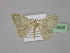  ( - BC ZSM Lep 23955)  @14 [ ] CreativeCommons - Attribution Non-Commercial Share-Alike (2010) Unspecified SNSB, Zoologische Staatssammlung Muenchen