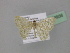  ( - BC ZSM Lep 23956)  @13 [ ] CreativeCommons - Attribution Non-Commercial Share-Alike (2010) Unspecified SNSB, Zoologische Staatssammlung Muenchen