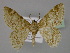  ( - BC ZSM Lep 23958)  @14 [ ] CreativeCommons - Attribution Non-Commercial Share-Alike (2010) Unspecified SNSB, Zoologische Staatssammlung Muenchen