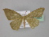  ( - BC ZSM Lep 23967)  @13 [ ] CreativeCommons - Attribution Non-Commercial Share-Alike (2010) Unspecified SNSB, Zoologische Staatssammlung Muenchen