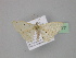  (Idaea AH01Md - BC ZSM Lep 23977)  @13 [ ] CreativeCommons - Attribution Non-Commercial Share-Alike (2010) Unspecified SNSB, Zoologische Staatssammlung Muenchen