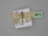  (Scopula minorataAH01 - BC ZSM Lep 23978)  @13 [ ] CreativeCommons - Attribution Non-Commercial Share-Alike (2010) Unspecified SNSB, Zoologische Staatssammlung Muenchen
