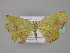  ( - BC ZSM Lep 23986)  @14 [ ] CreativeCommons - Attribution Non-Commercial Share-Alike (2010) Unspecified SNSB, Zoologische Staatssammlung Muenchen