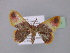  (Chrysocraspeda zearia - BC ZSM Lep 23991)  @13 [ ] CreativeCommons - Attribution Non-Commercial Share-Alike (2010) Unspecified SNSB, Zoologische Staatssammlung Muenchen