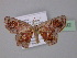  (Chrysocraspeda nasuta - BC ZSM Lep 23992)  @14 [ ] CreativeCommons - Attribution Non-Commercial Share-Alike (2010) Unspecified SNSB, Zoologische Staatssammlung Muenchen
