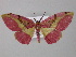  ( - BC ZSM Lep 23998)  @14 [ ] CreativeCommons - Attribution Non-Commercial Share-Alike (2010) Unspecified SNSB, Zoologische Staatssammlung Muenchen