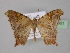  ( - BC ZSM Lep 24001)  @14 [ ] CreativeCommons - Attribution Non-Commercial Share-Alike (2010) Unspecified SNSB, Zoologische Staatssammlung Muenchen