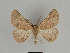  ( - SE MNC Lep 00021)  @14 [ ] Copyright (2010) Unspecified Museum fuer Naturkunde, Chemnitz