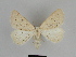  ( - SE MNC Lep 00045)  @14 [ ] Copyright (2010) Unspecified Museum fuer Naturkunde, Chemnitz