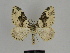  ( - SE MNC Lep 00064)  @14 [ ] Copyright (2010) Unspecified Museum fuer Naturkunde, Chemnitz
