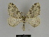  ( - SE MNC Lep 00065)  @14 [ ] Copyright (2010) Unspecified Museum fuer Naturkunde, Chemnitz