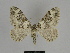  ( - SE MNC Lep 00070)  @14 [ ] Copyright (2010) Unspecified Museum fuer Naturkunde, Chemnitz