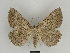  ( - SE MNC Lep 00072)  @14 [ ] Copyright (2010) Unspecified Museum fuer Naturkunde, Chemnitz