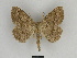  ( - SE MNC Lep 00073)  @14 [ ] Copyright (2010) Unspecified Museum fuer Naturkunde, Chemnitz