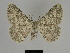  ( - SE MNC Lep 00082)  @11 [ ] Copyright (2010) Unspecified Museum fuer Naturkunde, Chemnitz