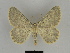  ( - SE MNC Lep 00136)  @14 [ ] Copyright (2010) Unspecified Museum fuer Naturkunde, Chemnitz