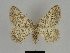 ( - SE MNC Lep 00150)  @15 [ ] Copyright (2010) Unspecified Museum fuer Naturkunde, Chemnitz