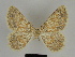  ( - SE MNC Lep 00152)  @13 [ ] Copyright (2010) Unspecified Museum fuer Naturkunde, Chemnitz