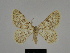  ( - SE MNC Lep 00153)  @14 [ ] Copyright (2010) Unspecified Museum fuer Naturkunde, Chemnitz