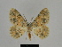  ( - SE MNC Lep 00161)  @14 [ ] Copyright (2010) Unspecified Museum fuer Naturkunde, Chemnitz