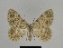  ( - SE MNC Lep 00163)  @14 [ ] Copyright (2010) Unspecified Museum fuer Naturkunde, Chemnitz