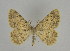  (Gnophos symmicta - SE MNC Lep 00173)  @11 [ ] Copyright (2010) Unspecified Museum fuer Naturkunde, Chemnitz