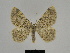  ( - SE MNC Lep 00180)  @14 [ ] Copyright (2010) Unspecified Museum fuer Naturkunde, Chemnitz
