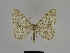  ( - SE MNC Lep 00181)  @14 [ ] Copyright (2010) Unspecified Museum fuer Naturkunde, Chemnitz