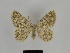  ( - SE MNC Lep 00183)  @14 [ ] Copyright (2010) Unspecified Museum fuer Naturkunde, Chemnitz