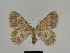  ( - SE MNC Lep 00201)  @14 [ ] Copyright (2010) Unspecified Museum fuer Naturkunde, Chemnitz