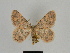  ( - SE MNC Lep 00202)  @14 [ ] Copyright (2010) Unspecified Museum fuer Naturkunde, Chemnitz