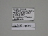  ( - SE MNC Lep 00203)  @11 [ ] Copyright (2010) Unspecified Museum fuer Naturkunde, Chemnitz