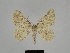 ( - SE MNC Lep 00208)  @14 [ ] Copyright (2010) Unspecified Museum fuer Naturkunde, Chemnitz