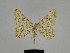  ( - SE MNC Lep 00210)  @14 [ ] Copyright (2010) Unspecified Museum fuer Naturkunde, Chemnitz