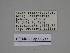 ( - SE MNC Lep 00211)  @11 [ ] Copyright (2010) Unspecified Museum fuer Naturkunde, Chemnitz