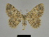  ( - SE MNC Lep 00212)  @11 [ ] Copyright (2010) Unspecified Museum fuer Naturkunde, Chemnitz