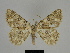  ( - SE MNC Lep 00222)  @11 [ ] Copyright (2010) Unspecified Museum fuer Naturkunde, Chemnitz