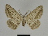  ( - SE MNC Lep 00223)  @13 [ ] Copyright (2010) Unspecified Museum fuer Naturkunde, Chemnitz