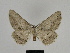  ( - SE MNC Lep 00224)  @13 [ ] Copyright (2010) Unspecified Museum fuer Naturkunde, Chemnitz