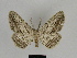  ( - SE MNC Lep 00225)  @14 [ ] Copyright (2010) Unspecified Museum fuer Naturkunde, Chemnitz