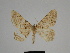  ( - SE MNC Lep 00245)  @13 [ ] Copyright (2010) Unspecified Museum fuer Naturkunde, Chemnitz