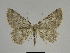  ( - SE MNC Lep 00257)  @14 [ ] Copyright (2010) Unspecified Museum fuer Naturkunde, Chemnitz