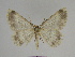  ( - SE MNC Lep 00257)  @13 [ ] Copyright (2010) Unspecified Museum fuer Naturkunde, Chemnitz